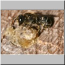 Heriades truncorum - Loecherbiene m01 6mm.jpg